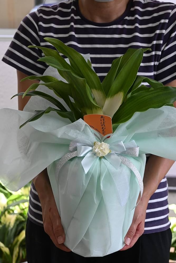 ‼️おもと、オモト、万年青 5株位　縁起物　開運 Amazon｜おもと5号サイズ 鉢入り万年青 縁起物オモト 観葉植物